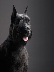 Black dog on a black background. Giant schnauzer in grooming in a photo studio with beautiful light