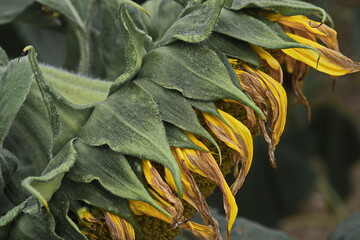 Fading sunflower