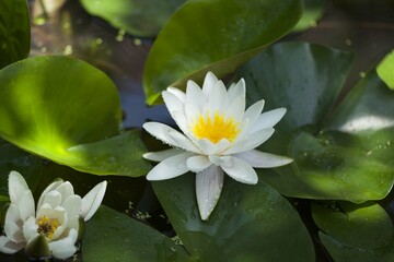 white water lily
