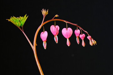 Asian bleeding heart flowers