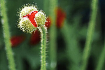 Poppy bud about to open