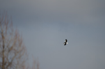 Steller's sea eagle Haliaeetus pelagicus in flight. Kiyosato. Okhotsk Subprefecture. Hokkaido. Japan.