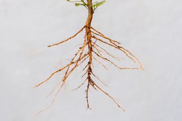 Taproot system of a plant against white background - obrazy, fototapety, plakaty