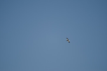 Steller's sea eagle Haliaeetus pelagicus in flight. Kiyosato. Okhotsk Subprefecture. Hokkaido. Japan.