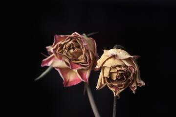 Faded glory roses in lomo style colours