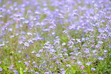 Obraz na płótnie Canvas Meadow of purple flowers