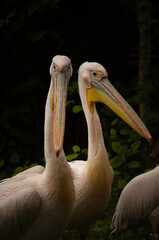Beautiful Rosy Pelicans in Dark Mood Photo. Portrait of Pelican Wild Bird in a Zoo of Wroclaw, Poland.