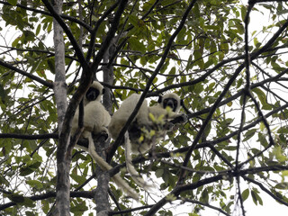 Decken's Sifaka, Propithecus deckenii, sits high in the branches and feeds on leaves. Cingí Bemaraha. Madagascar