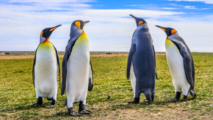 Fototapeta premium Volunteer Point, Falkland Islands, UK