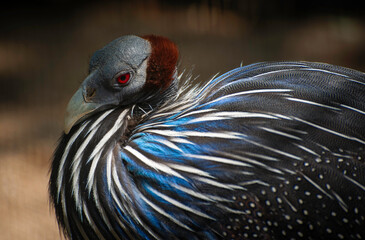 Close-up portrait of Helmeted Guineafowl Bird (Numida Meleagris). Wild African Bird with Bright Blue Feathers in a dark mood photo.