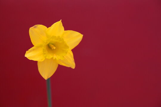 Daffodil portrait with plain dark red background
