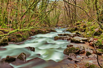 River in mossy forest with moving water 