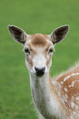 Young deer headshot with green background