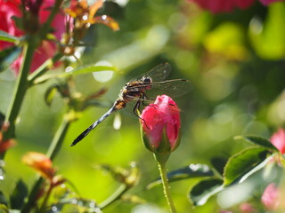 バラのつぼみとトンボ