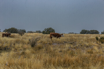 Cattle moving through yellow grass field in snow storm on overcast day