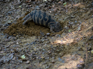 The female chameleon, Furcifer nicosia, digs a burrow in the hard ground where she lays her eggs. Madagascar