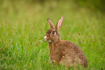 Cute Wild Brown Rabbit Walking in the green field on a sunny spring day. Adorable wild bunny in the meadow.