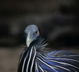Close-up portrait of Helmeted Guineafowl Bird (Numida Meleagris). Wild African Bird with Bright Blue Feathers in a dark mood photo.