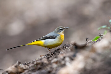 Grey wagtail (Motacilla cinerea) on the woodland floor, Edinburgh, Scotland.