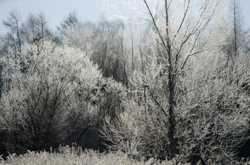 Deciduous forest covered with frost. Akan Mashu National Park. Hokkaido. Japan.