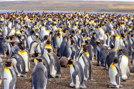 Volunteer Point, Falkland Islands, UK