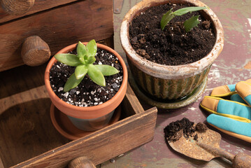 Repotting house plants.  Two freshly repotted plants with tools on a wooden bench.
