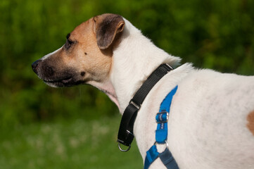 Shelter dog looking to the left with green background