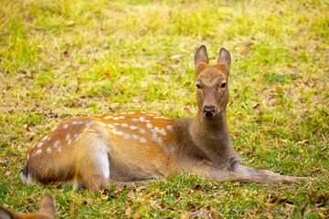 Beautiful sika deer in the autumn forest against the background of colorful foliage of trees. Fairy forest autumn landscape with wild animals.
