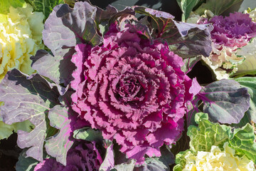 Obraz premium flower ornamental cabbage purple for garden decor