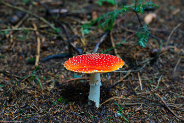 A toxic and dangerous forest mushroom. Red fly agaric in the forest.