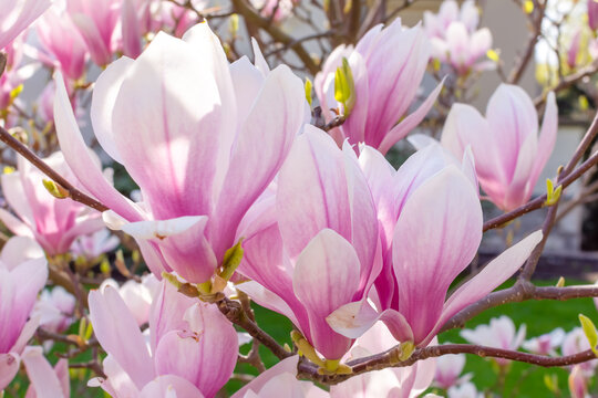 pink buds of blooming magnolia on a branch