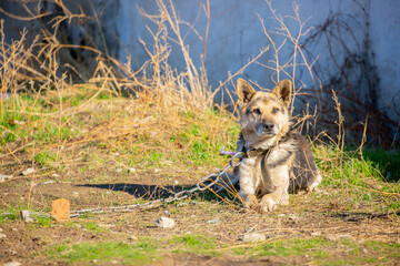 A dog on a chain guards the territory. The dog lives in captivity, suffers from inhumane treatment of animals. Animal protection.
