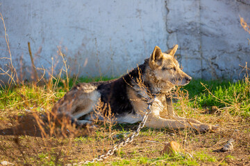 A dog on a chain guards the territory. The dog lives in captivity, suffers from inhumane treatment...