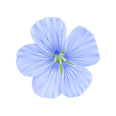 drawing realistic blue flax flower, Linum, hand drawn illustration,floral design element - obrazy, fototapety, plakaty