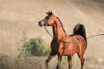 horse and foal