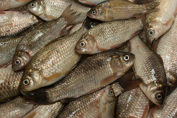 Carp silver Carp (Carassius gibelio (lat. Carassius). Carassius auratus gibelio