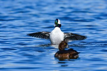 純白の羽と虹色に輝く顔がとても美しい、めったに見られない珍しいカモの仲間、ヒメハジロ