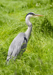 Heron ( Ardea cinerea)