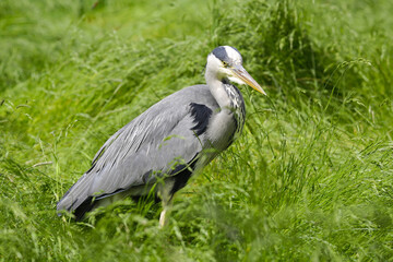 Heron ( Ardea cinerea)