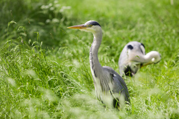 Heron ( Ardea cinerea)