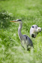 Heron ( Ardea cinerea)