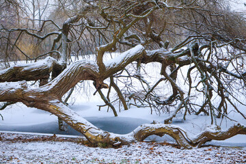Winter landscape, a snowy tree at Lake Orankesee in Berlin - Germany

