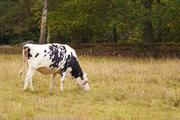 cow in a field