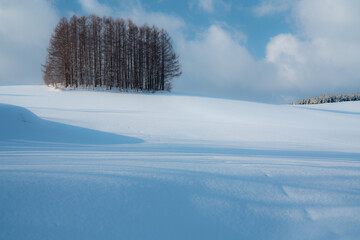 美瑛　マイルドセブンの木　冬