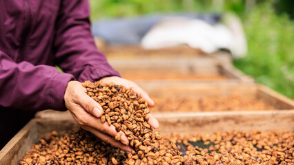 close up hand of woman farmer showing and checking quality honey coffee bean natural sun dry process. .
