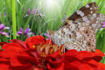 A butterfly sits on a red flower and eats nectar. Digital composition.