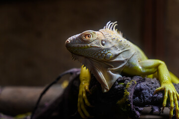 closeup yellow Iguana lying on a branch. Iguana is lizard reptile in the genus Iguana in the iguana family.