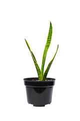 tropical plant in a pot