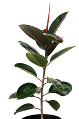 Tropical branch of a plant