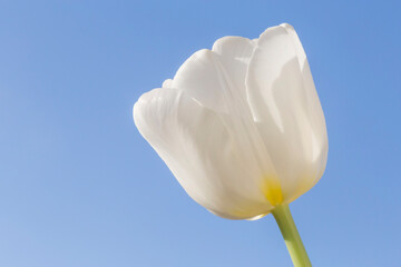white tulip against clear blue sky